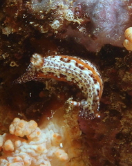 Hypselodoris decorata