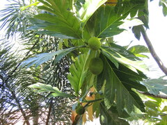 Artocarpus camansi