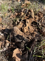 Pisolithus