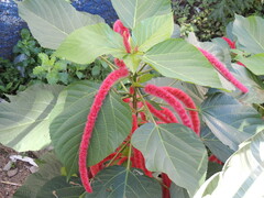 Acalypha hispida