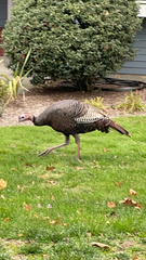 Meleagris gallopavo
