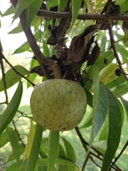 Annona reticulata