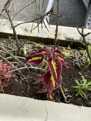 Coleus scutellarioides