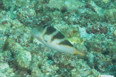 Canthigaster axiologus