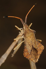 Syromastus rhombeus