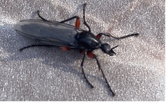 Bibio pomonae