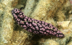 Nudibranchia