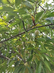 Annona reticulata