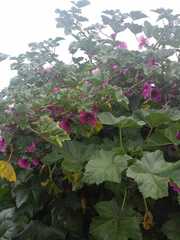 Malva arborea