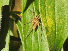 Agelenidae