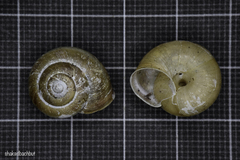 Euomphalia strigella