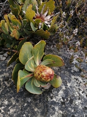 Protea recondita