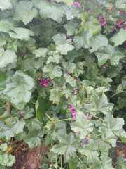Malva arborea