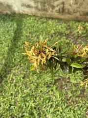Ixora