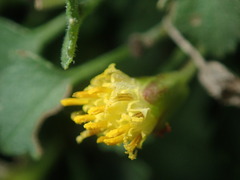 Perityle rupestris rupestris