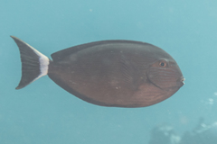 Acanthurus mata