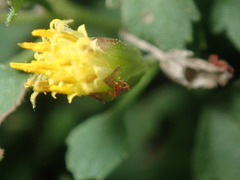 Perityle rupestris rupestris