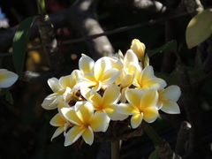 Plumeria rubra