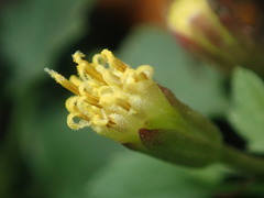 Perityle rupestris rupestris