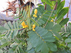 Senna
