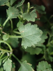 Perityle rupestris rupestris