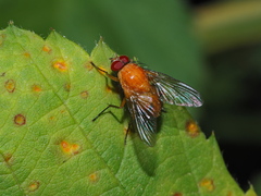 Pegomya testacea