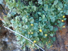 Perityle rupestris rupestris