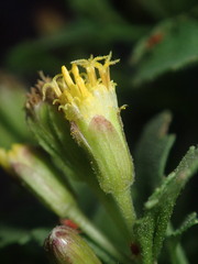 Perityle rupestris rupestris