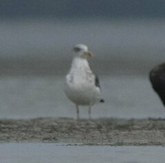 Larus fuscus graellsii
