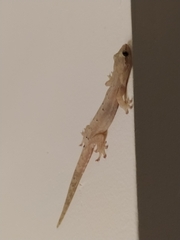 Lepidodactylus lugubris