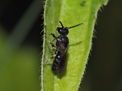 Hylaeus