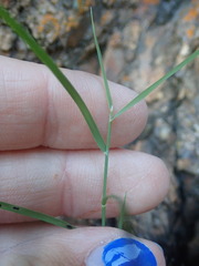Cynodonteae
