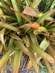 Bromelioideae
