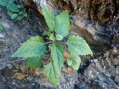 Ageratina rothrockii