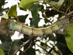 Saturniidae