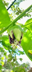 Passiflora quadrangularis