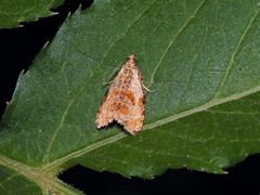 Phiaris delitana