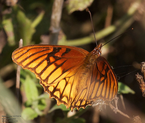 Mexican Silverspot photo 5