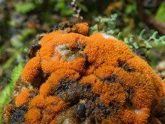 Trentepohlia aurea
