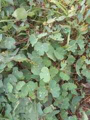 Tropaeolum tuberosum