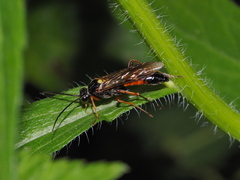 Tenthredopsis
