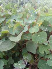 Tropaeolum tuberosum