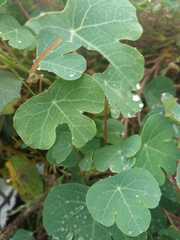 Tropaeolum tuberosum