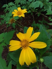 Tithonia diversifolia