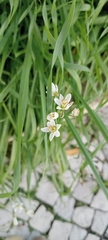 Nothoscordum gracile