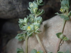 Tidestromia lanuginosa