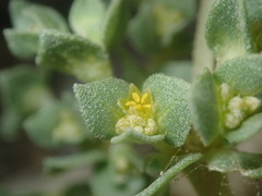 Tidestromia lanuginosa