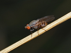 Notiphila