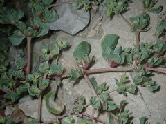 Tidestromia lanuginosa