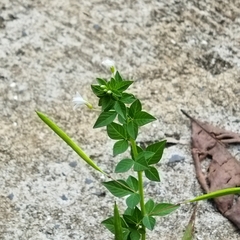 Epilobium pseudorubescens